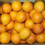 ARANCIA TAROCCO CAL 4 BIO