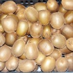 KIWI cal 27 - 30 BIO