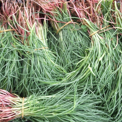AGRETTI BIO