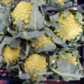 CAVOLFIORE ROMANESCO BIO