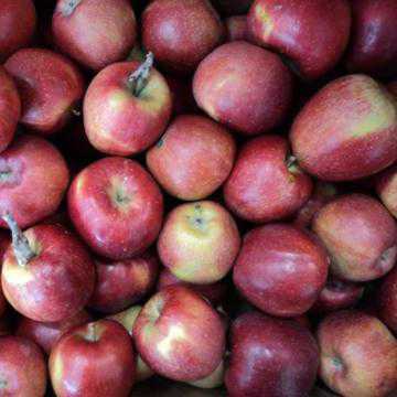 MELA BRAEBURN 75+ BIO