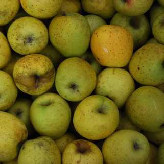 MELA GOLDRUSH  75+ BIO