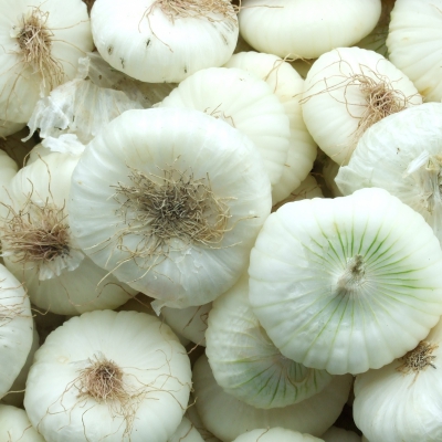 CIPOLLA BIANCA (PIATTA) BIO nuova