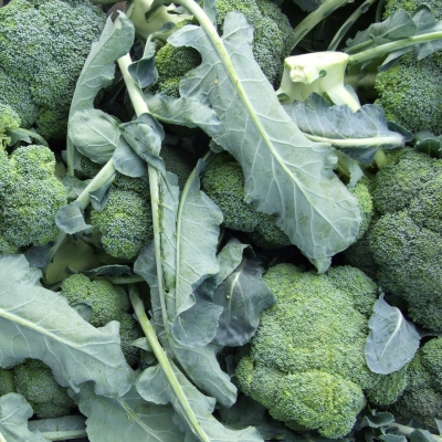 BROCCOLI SICILIANI BIO