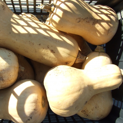ZUCCA BIO