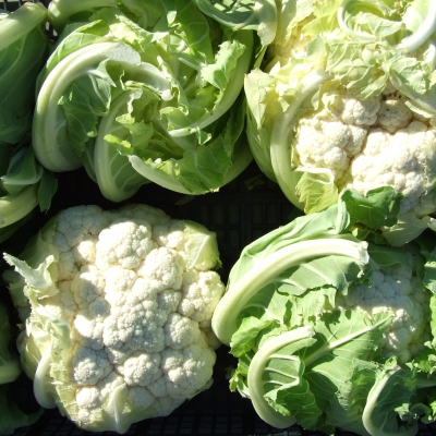 CAVOLFIORE BIANCO BIO