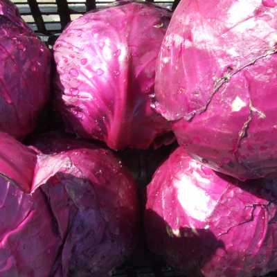 CAVOLO CAPPUCCIO ROSSO BIO