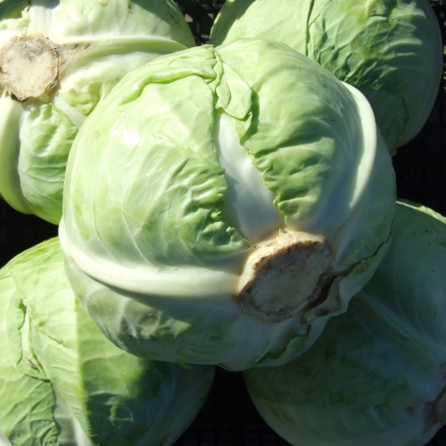 CAVOLO CAPPUCCIO BIO