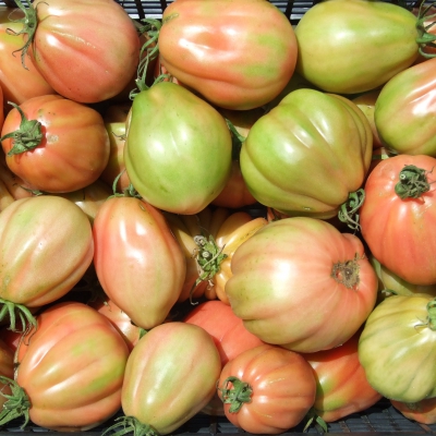 POMODORO CUORE DI BUE BIO