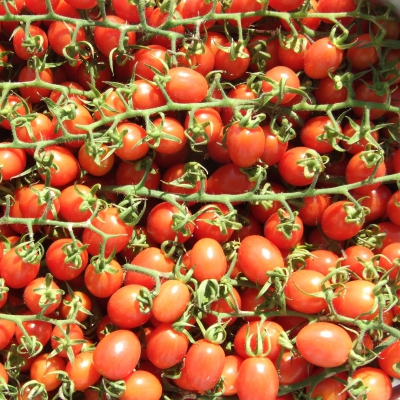 POMODORO DATTERINO BIO