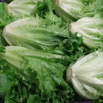 LATTUGA BIO