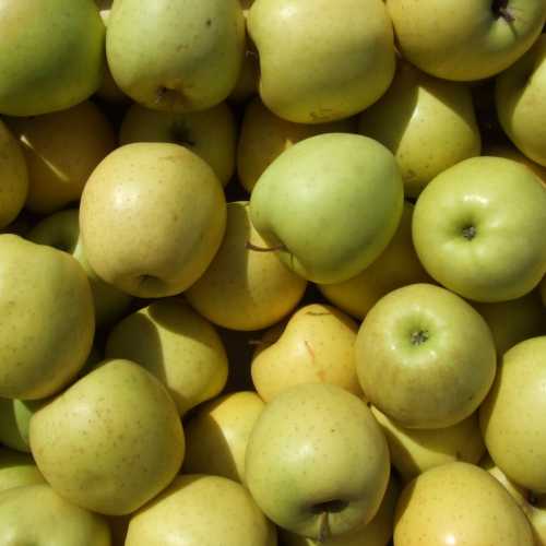 MELA GOLDEN  75+ BIO