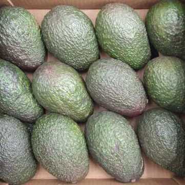 AVOCADO HASS BIO