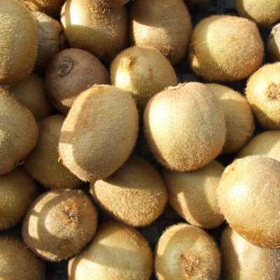 KIWI (2 frutti 150 g) BIO