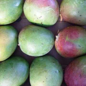 MANGO BIO