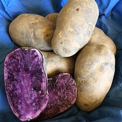 PATATA VITELLOTTA BIO (VIOLA)
