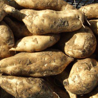 PATATE DOLCI AMERICANE BIO