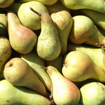 PERE ABATE cal 55-60 BIO