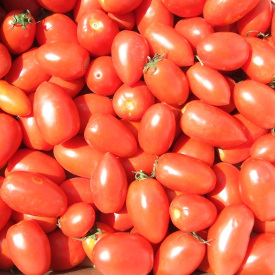 POMODORO LUNGO BIO