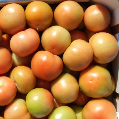 POMODORO DA INSALATA BIO