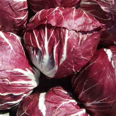 RADICCHIO TONDO BIO