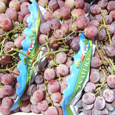 UVA ROSSA VAR. RED GLOBE BIO