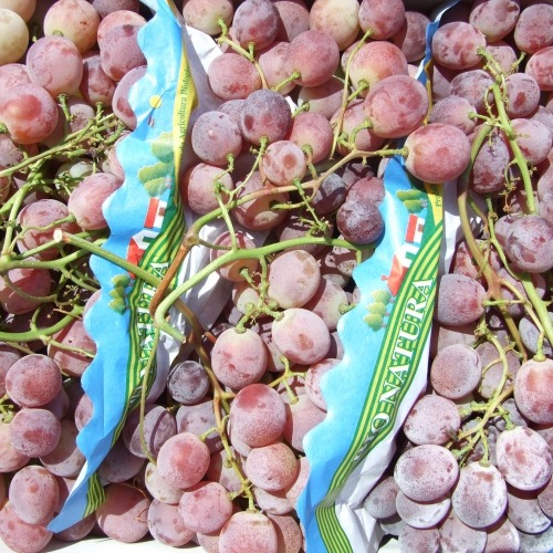 UVA ROSSA VAR. RED GLOBE BIO