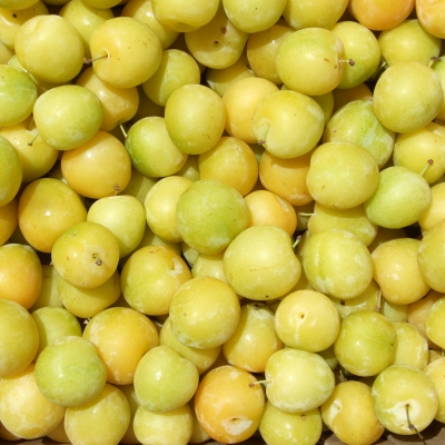 SUSINE GIALLE BIO