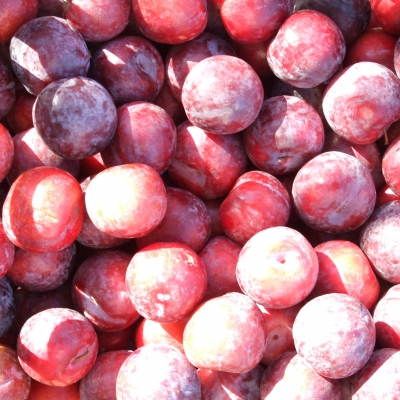 SUSINE ROSSE BIO