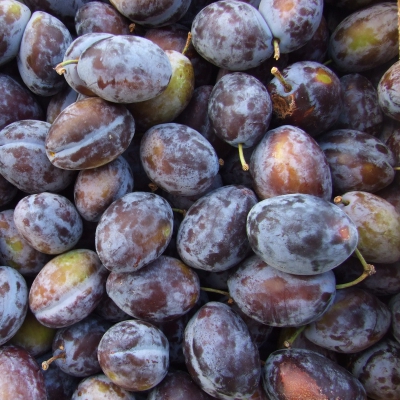 PRUGNE BIO
