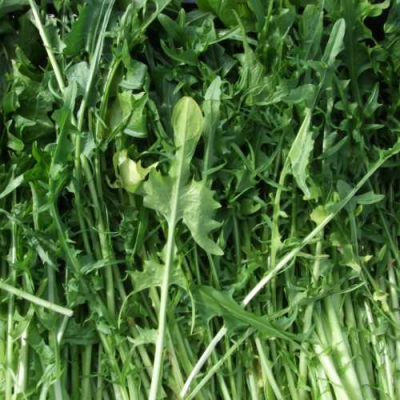 Il prodotto della settimana: Cicoria