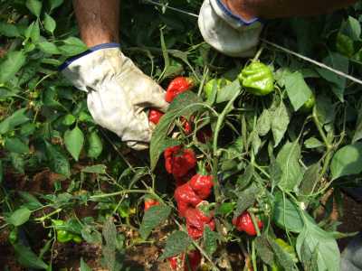 E' iniziata la raccolta dei peperoncini........